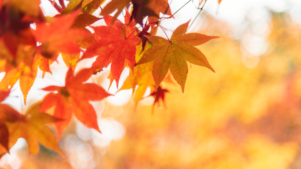 Summery fall warmth continues Thursday in Twin Cities ahead of weekend cooldown — WCCO / CBS Minnesota, Arlington Sports news