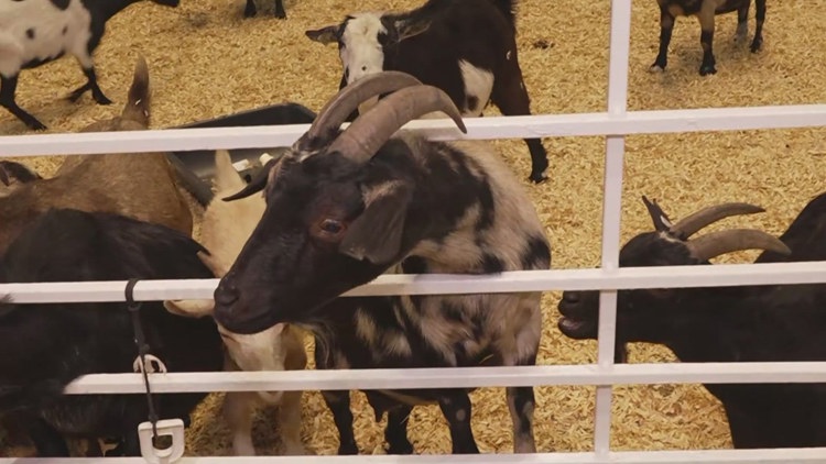 Health officials investigate E. coli cases possibly linked to State Fair of Texas petting zoo — Arlington Health news