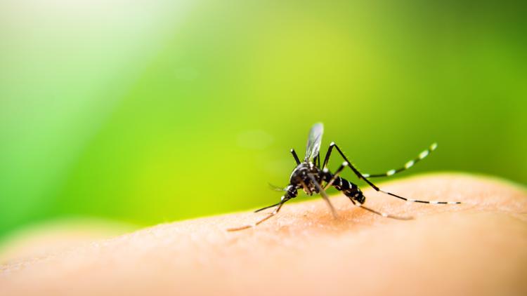 Hillsborough, Pinellas extend states of emergency due to rise in dengue cases — WTSP 10 Tampa Bay, Arlington Community news
